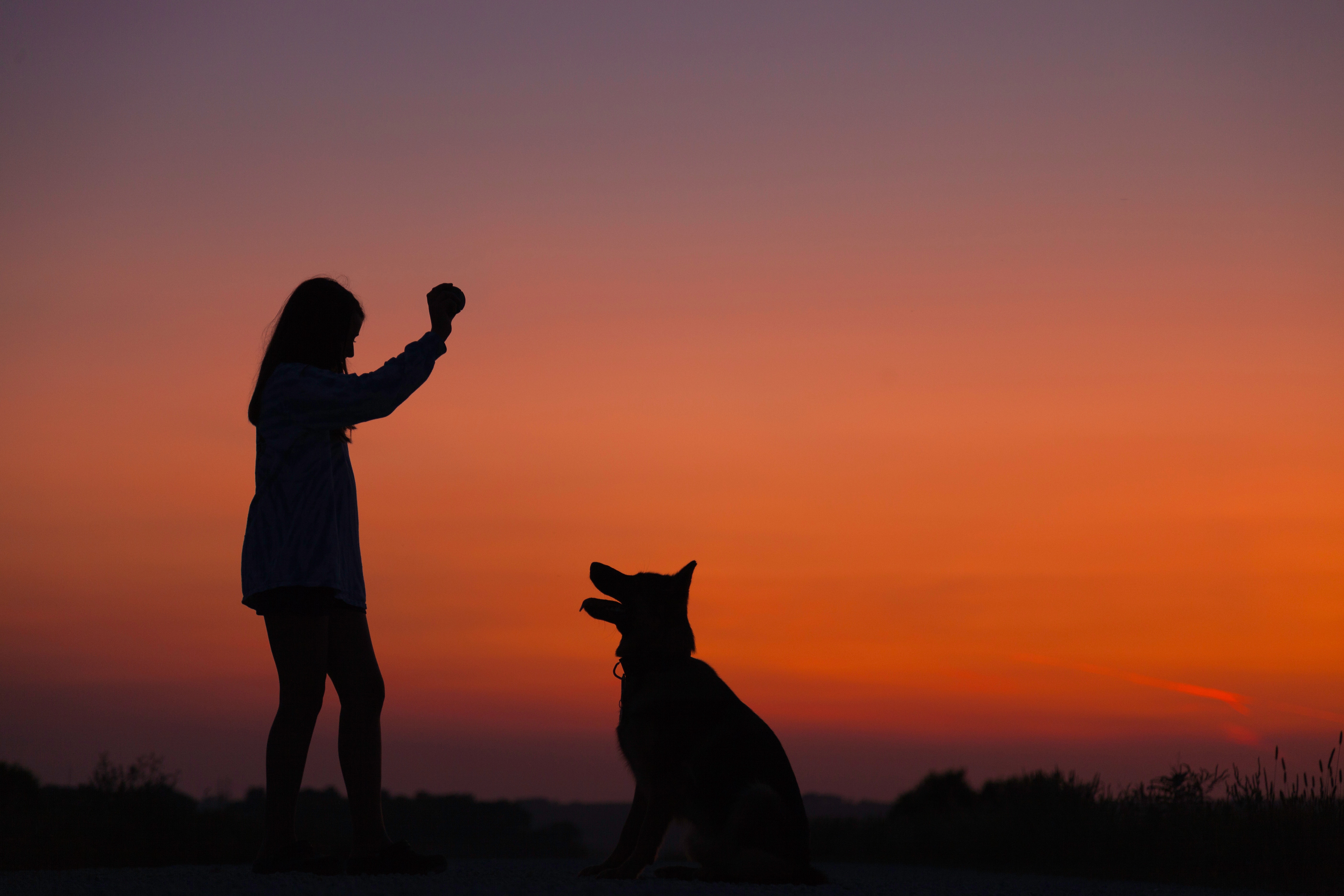 photoby wyatt ryan 367017 unsplash dogsunset