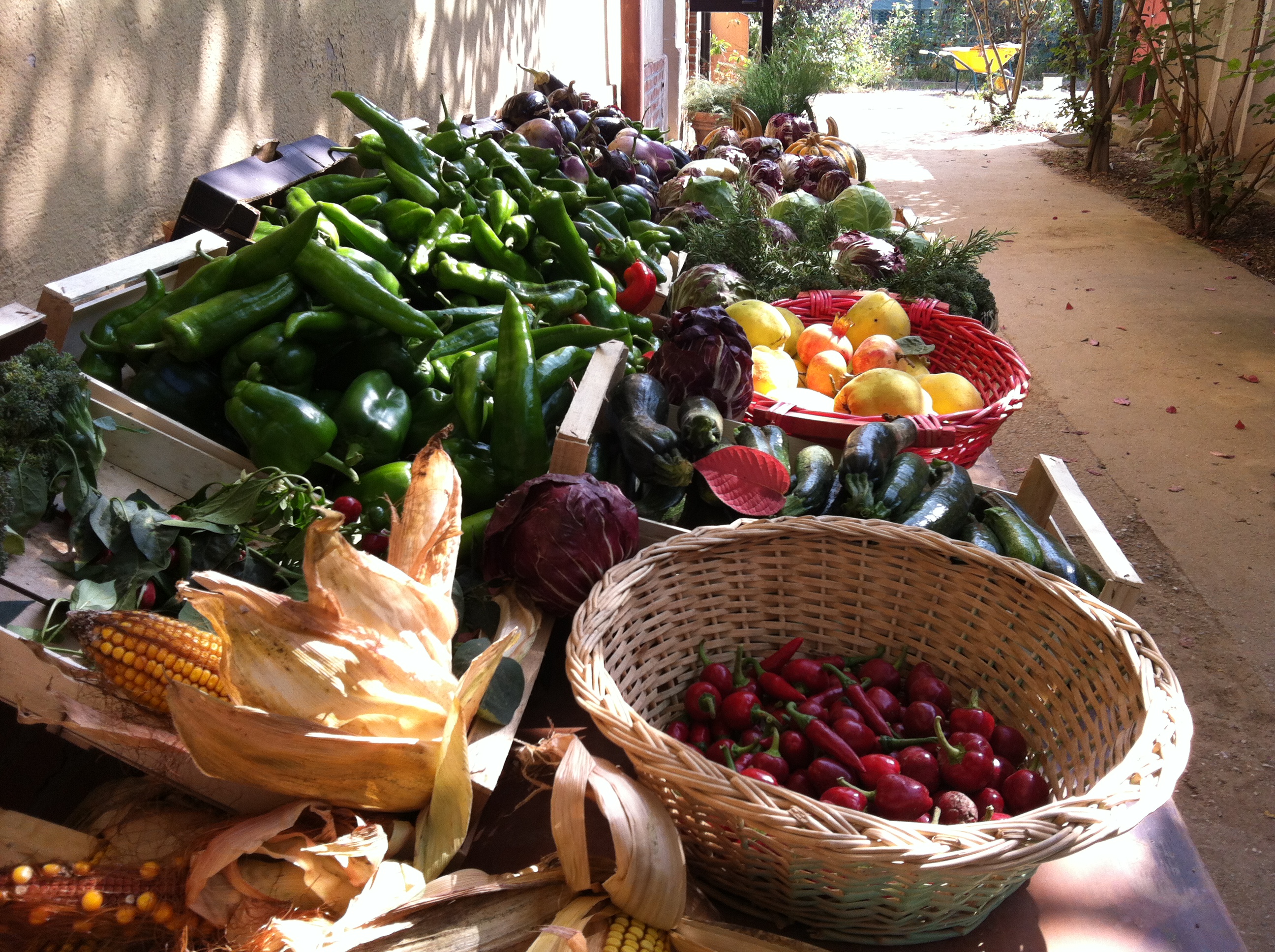 verdure e ortaggi bigattera